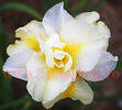 Bulbi Iris Sibirica Double Play (Stanjenel)