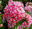 Bulbi Phlox Peppermint Twist