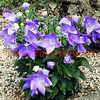 Bulbi Platycodon Fuji Blue
