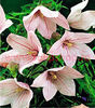 Bulbi Platycodon Fuji Pink