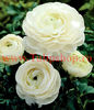 Bulbi Ranunculus Alb (Piciorul Cocosului)