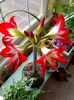 Amaryllis tres chic