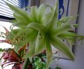 amaryllis evergreen