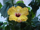 Boreas Yellow