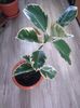 ficus variegat