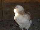 barboasa