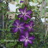 ach-clematis venosa violaceea