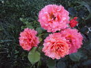 DSC09265