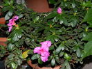 DSCN7675