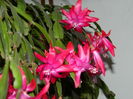 DSCN7687