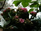 DSCN7697