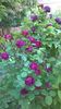 WP_20150530_092