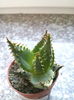 Aloe broomii