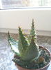 Aloe broomii