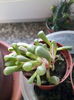 Fenestraria