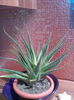 Aloe haw ARISTATA
