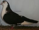 Mascul 2008