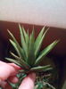 Haworthia