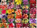 PLUMERIA RUBRA MIX 2 ron