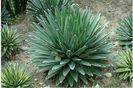 AGAVE MIX 2ron