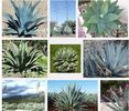 AGAVE MIX 2ron