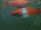 IMG_20160125_193956