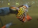 IMG_20160130_193349