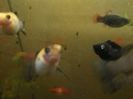 IMG_20160130_193501