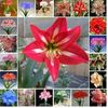 Amaryllis MIX 1ron