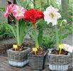 Amaryllis MIX 1ron