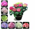Hydrangea MIX 1ron