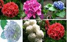 Hydrangea MIX 1ron