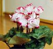 Pelargonium 1ron