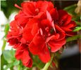 Pelargonium 1ron