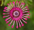 Osteospermum 1 ron