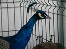DSC09288