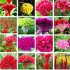 CELOSIA  MIX  1ron