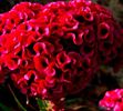 CELOSIA MIX 1ron