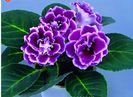 Gloxinia MIX 1,5ron