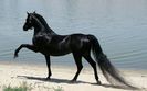 174305-R3L8T8D-1000-black-Arabian-horse-hd-wallpapers-best-background-images