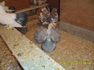 SAM_4064