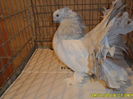 SAM_4091