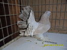 SAM_4145