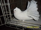 SAM_4245