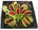 DIONAEA MUSCIPULA 1,5ron