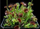 DIONAEA MUSCIPULA 1,5ron