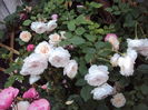 DSC08637
