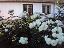 DSC09384