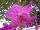 043  VANDA