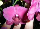 297 Dec 2015 PHALAENOPSIS